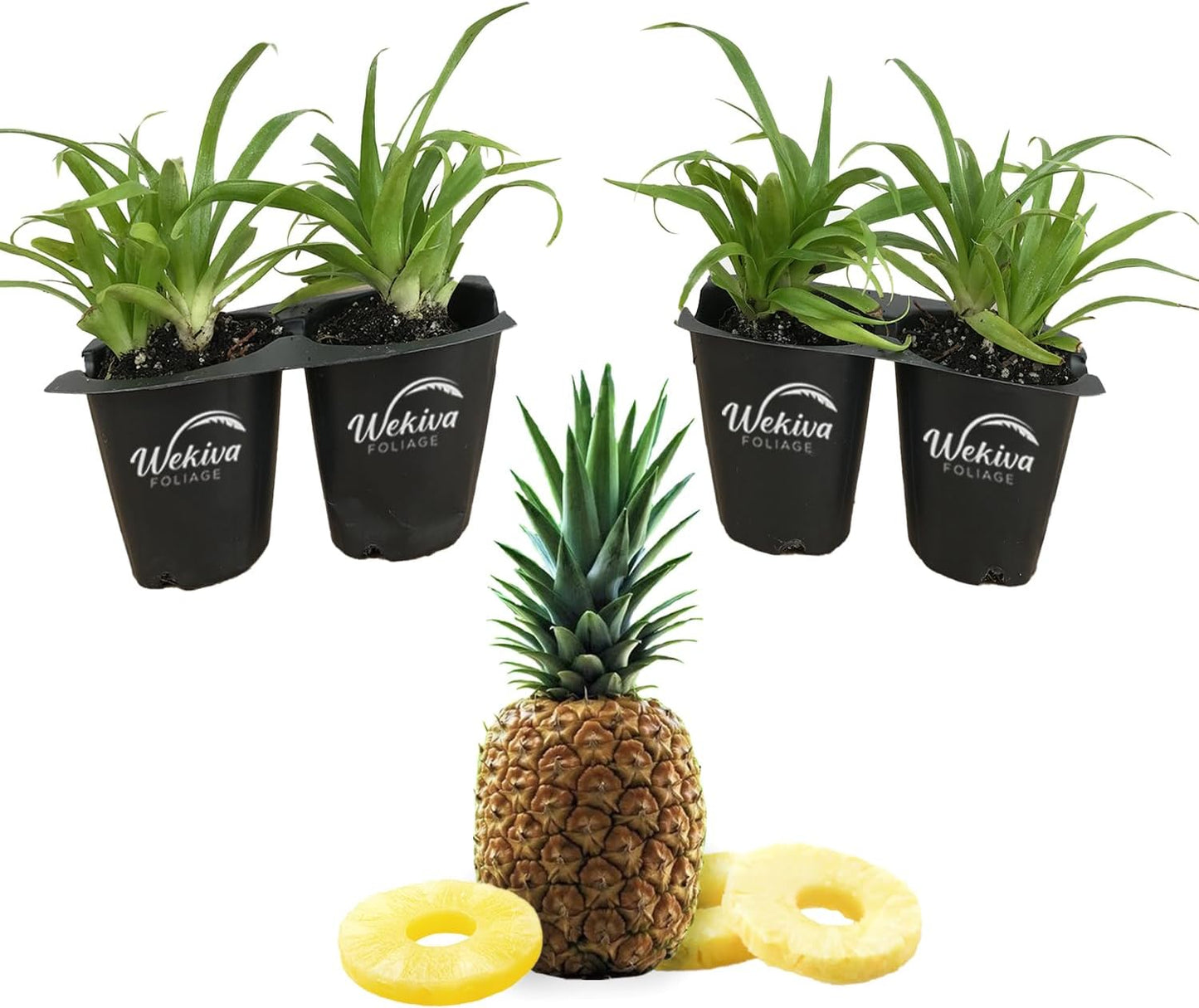 Juicy Pineapple Plant - 4 Live Starter Plants - Ananas Comosus - Edible and Fruit Bearing for Patio and Garden