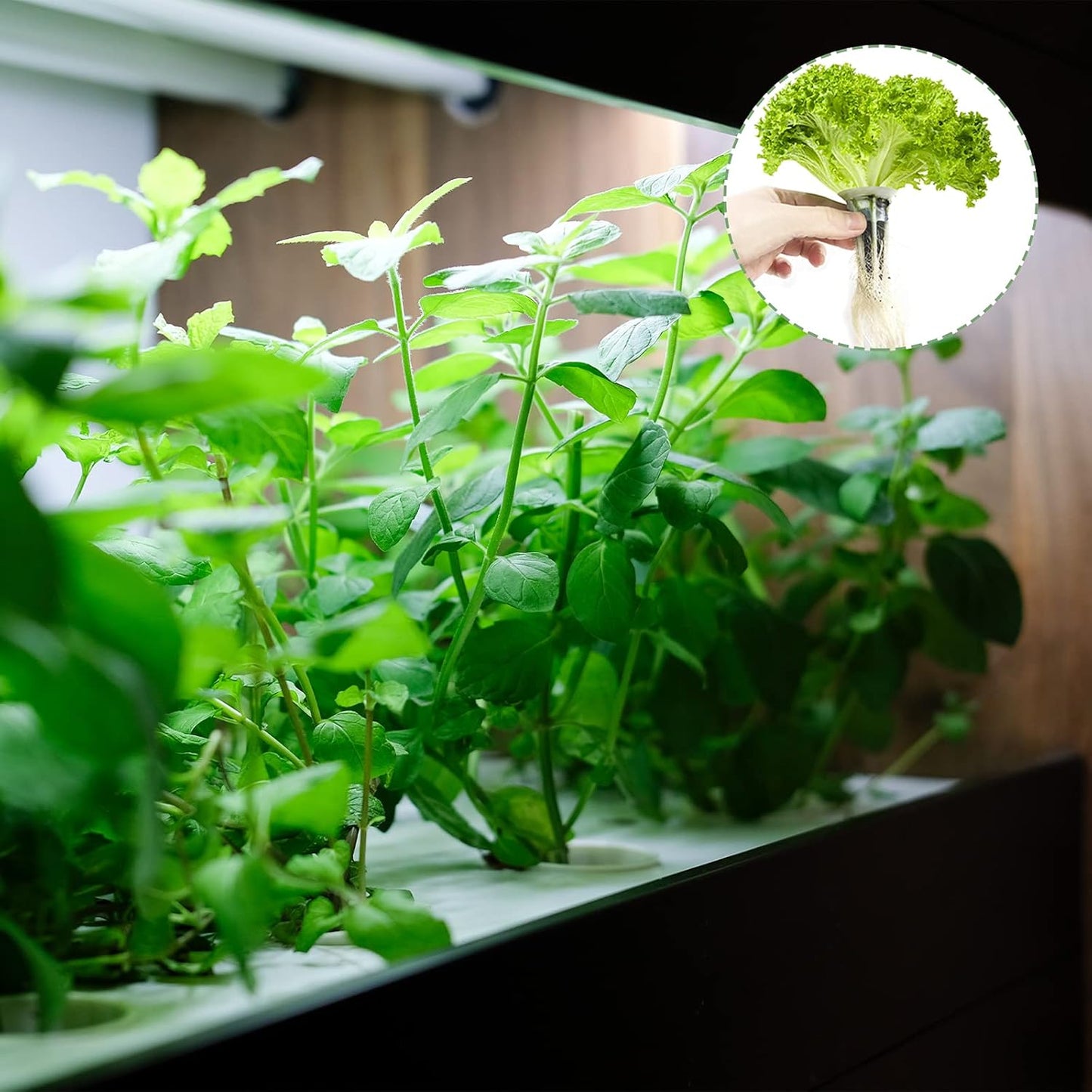 150 Pack Grow Sponges, Seed Pods Replacement Root Growth Sponges Compatible with AeroGarden, Moldy-Free, Kit with 10 Pod Labels for Hydroponic Indoor Garden System