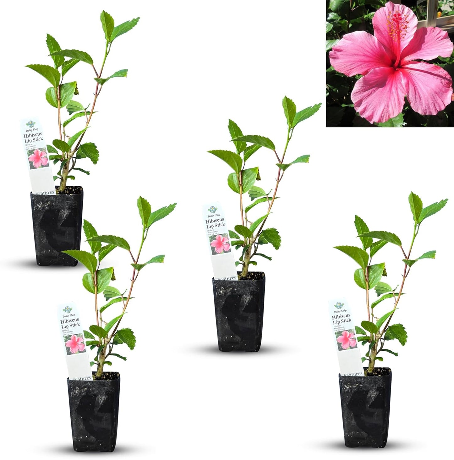 Pink Hibiscus. rosa-sinensis. Live Plant - Tropical Blooming Hibiscus, Pretty Flowers, Used in Tea and Juice (4 Pink Hibiscus Cups)