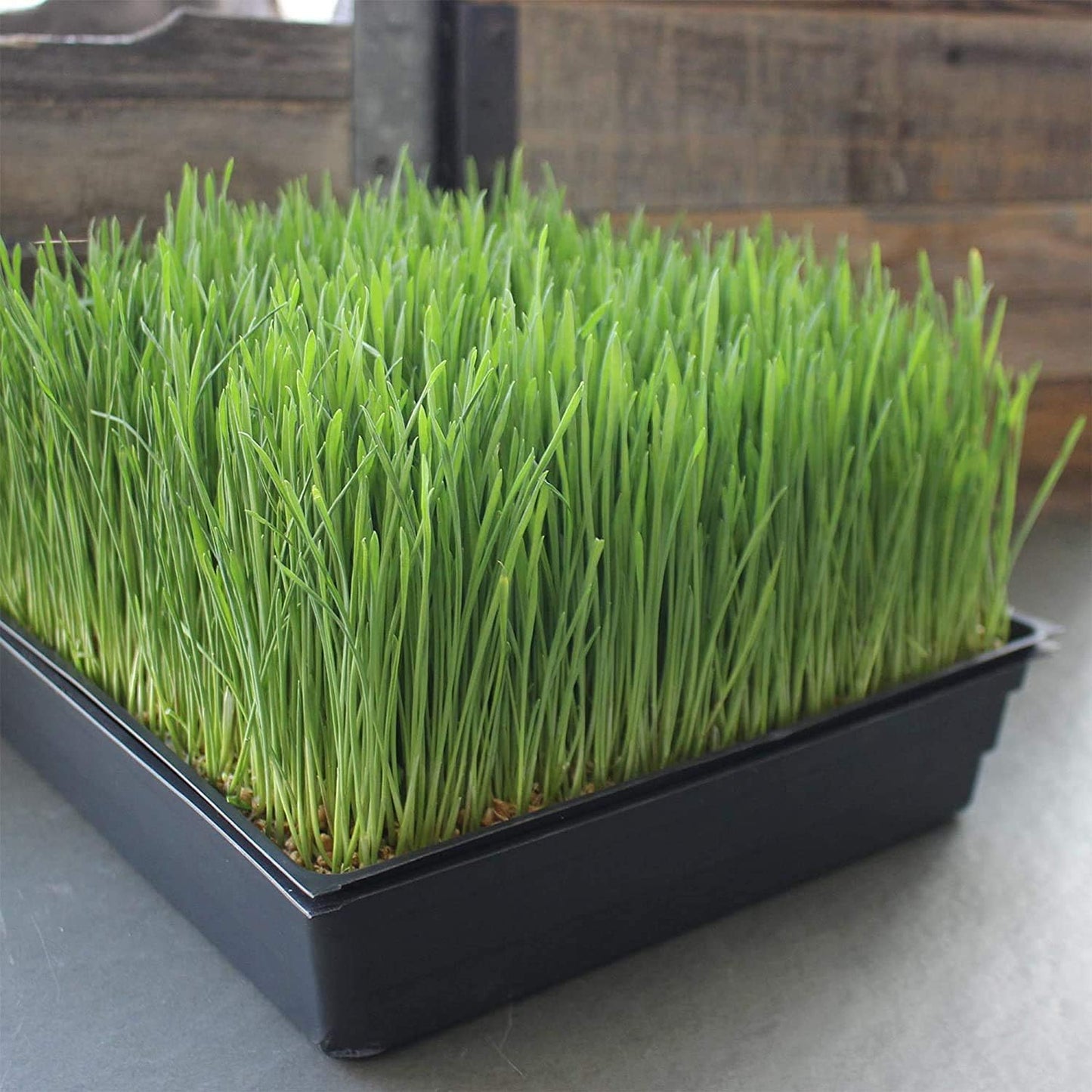 10" x 10" Garden Growing Trays with Drain Holes - 10-Pack Recyclable Plastic Plant Trays for Wheatgrass Sprouting Tray, Microgreens Growing Trays, Hydroponic Trays, Nursery Flats, Greenhouse Supplies