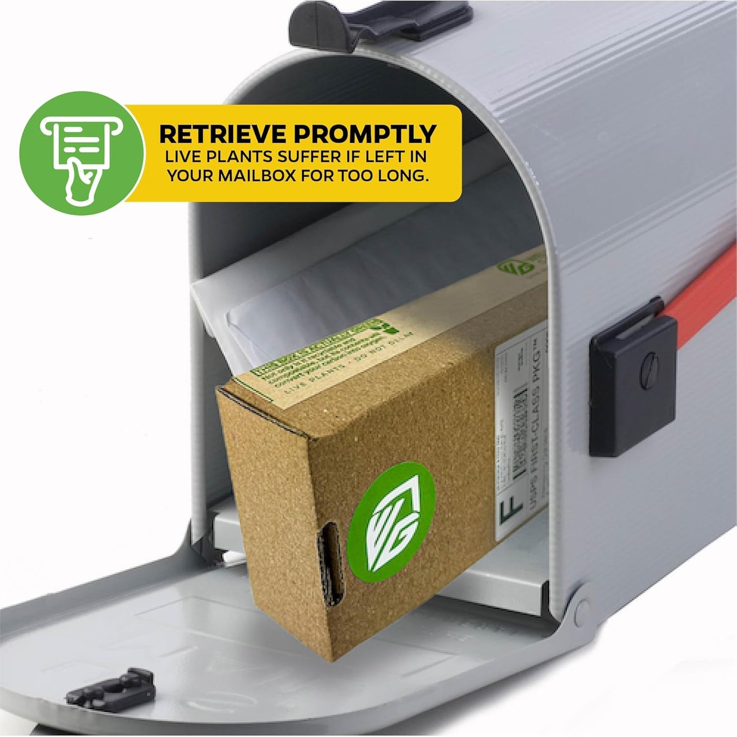 Variegated Vanilla Bean Orchid Live Plant - Vanilla planifolia variegata - Wellspring Gardens Starter Plant -Exotic Tropical Plant - Great for Indoor Houseplants, Outdoor Landscaping & Garden Planting