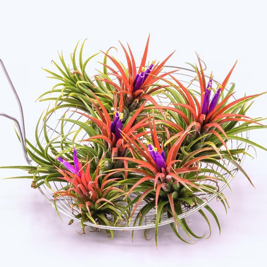 12 Air Plants, Tillandsia Air Plants Live Houseplants for Garden, Red Lonantha Tillandsia Plant