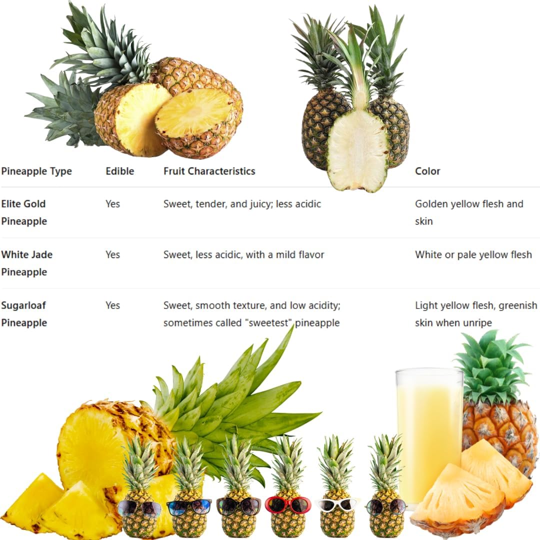 Pineapple Plant Live, White Jade Pineapple Tree Shrub Bush, Starter Plant 4-7 Inches Tall, Outdoor Growing, No Pot, Sweet Flavor