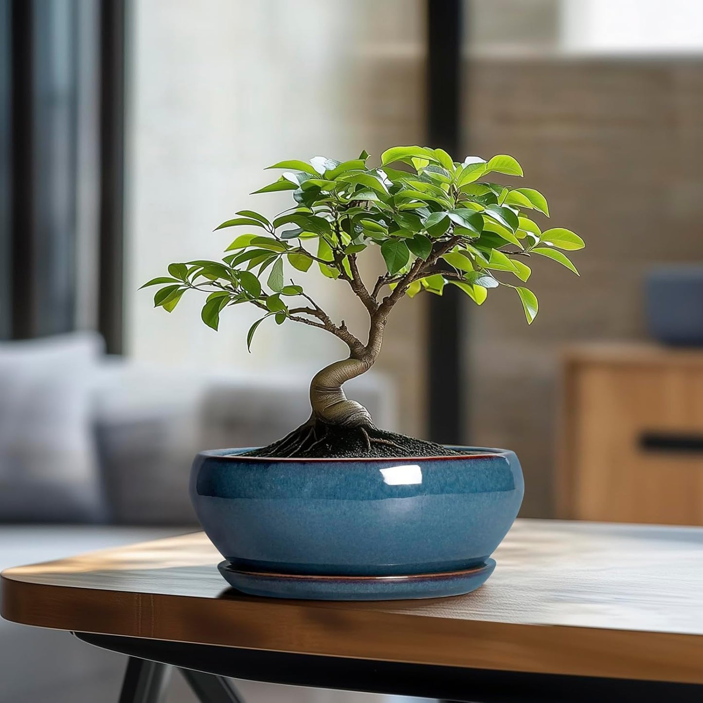 SQOWL Bonsai Pots - 8 Inch Ceramic Succulent Pots with Drainage Hole and Saucer, Round Shallow Planter for Indoor Outdoor Plants Flowers, Ceramic Planter Bowl, Room Decor, Gardening Gifts, Blue