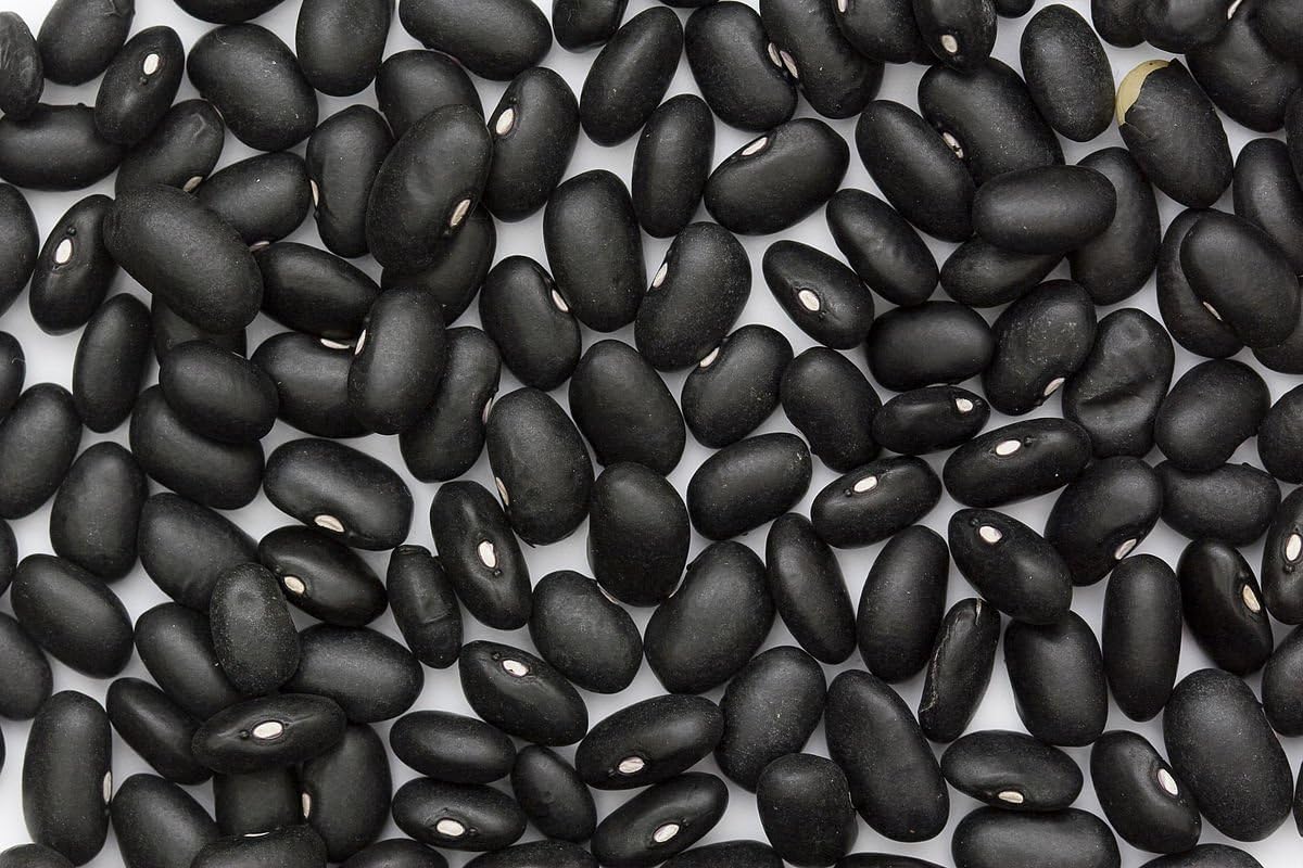 Black Turtle Seeds,25 Count Bean COOL BEANS N SPROUTS Brand. Home Gardening.