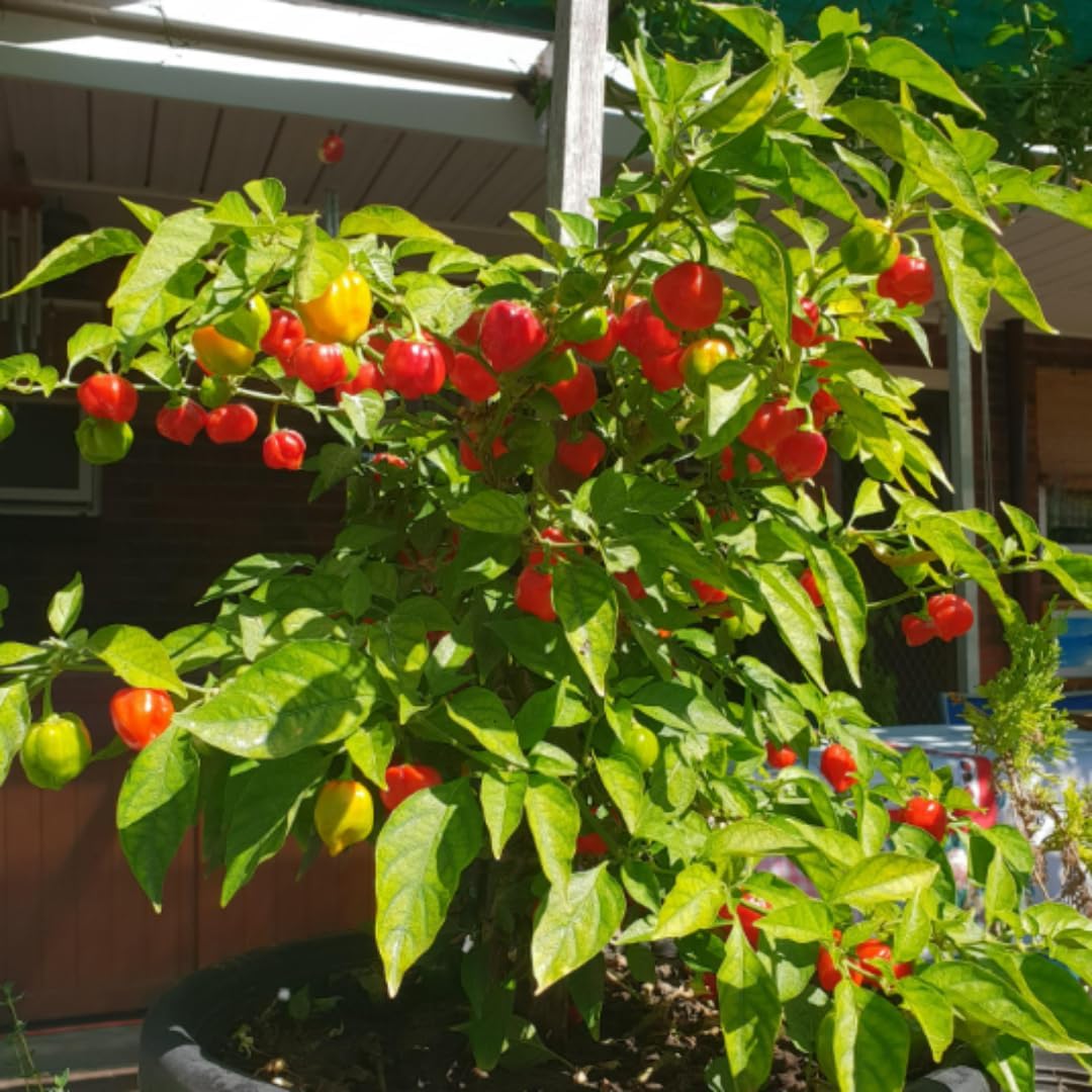 Pack 2 Red Habanero Pepper Plants, 80 Days Old Live Red Habanero Pepper Plants, Habanero Pepper Plants, Habanero Pepper Plants Live, Habanero Plant