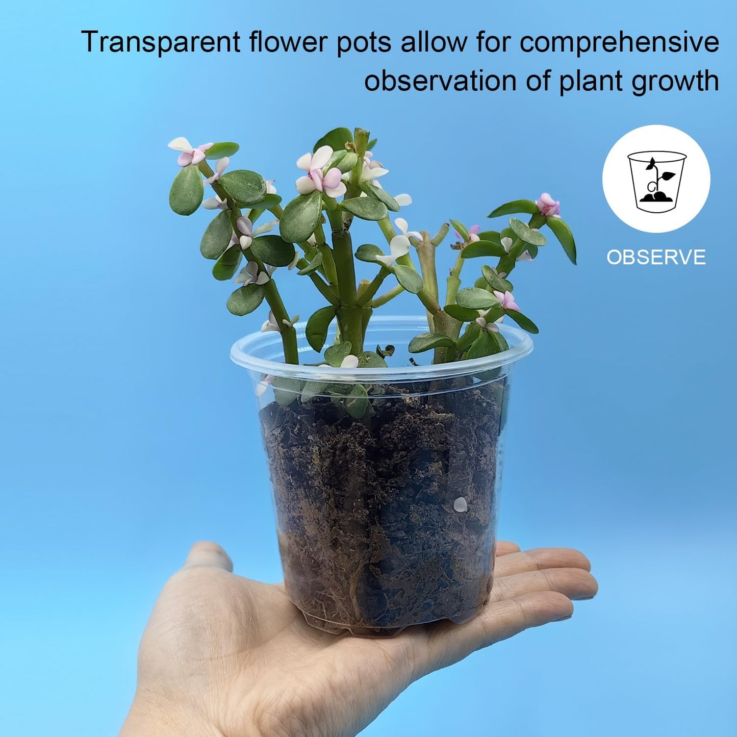 4" Clear Seeding Pots 50-Pack Round for Seeds Starting, Seeds Germination Transparent Nursery Pots with Drainage Holes (4Inch,Clear,50Pcs)