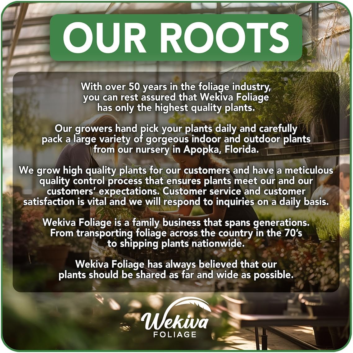 Florida Special Pineapple Plant - Live Plant in a 4 Inch Growers Pot - Ananas Comosus - Edible Fruit Tree for Patio and Garden