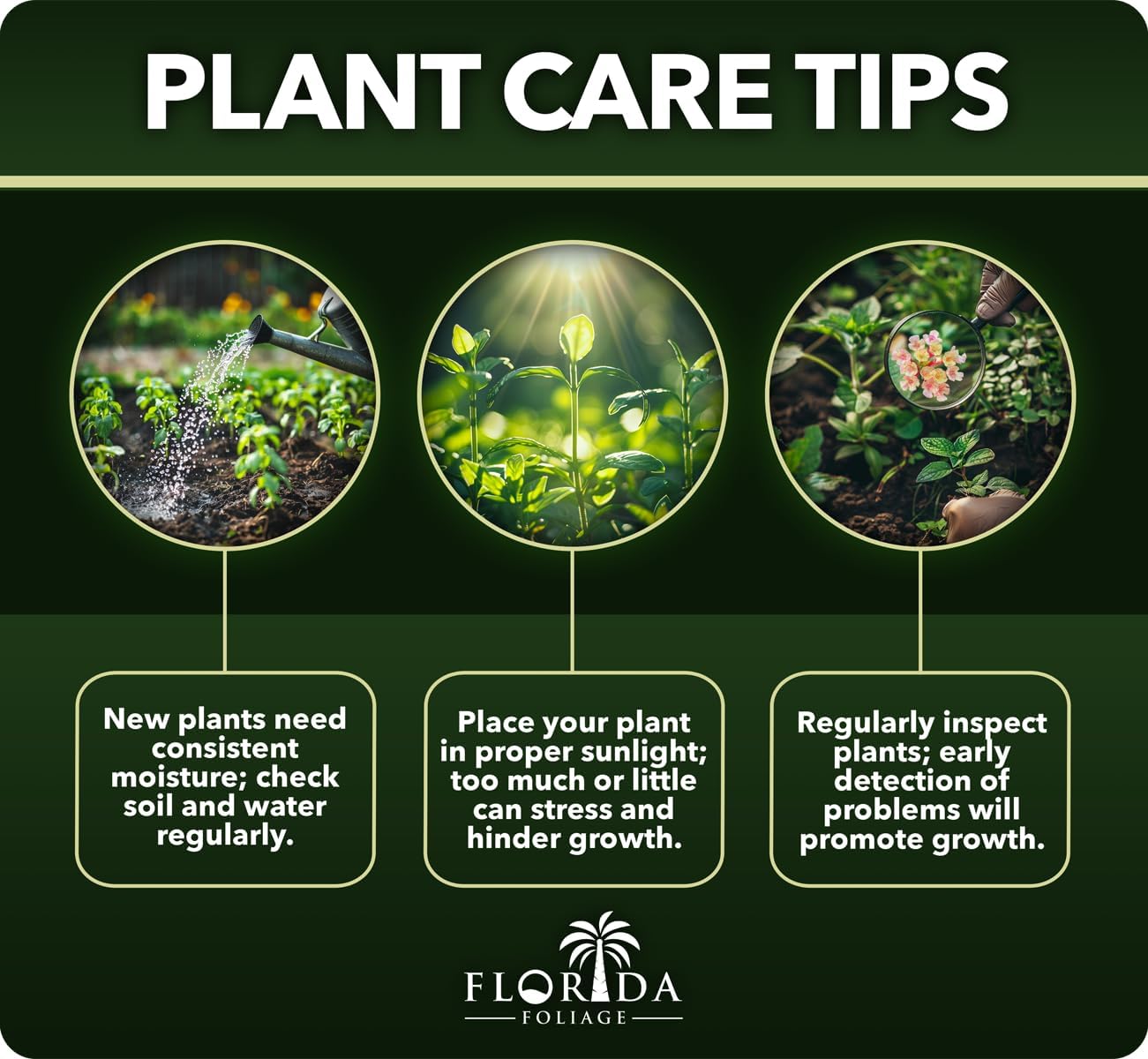 Pineapple Guava | 3 Large Gallon Size Plants | Feijoa Sellowiana | Edible Fruit Shrub and Fragrant Flowering Foliage