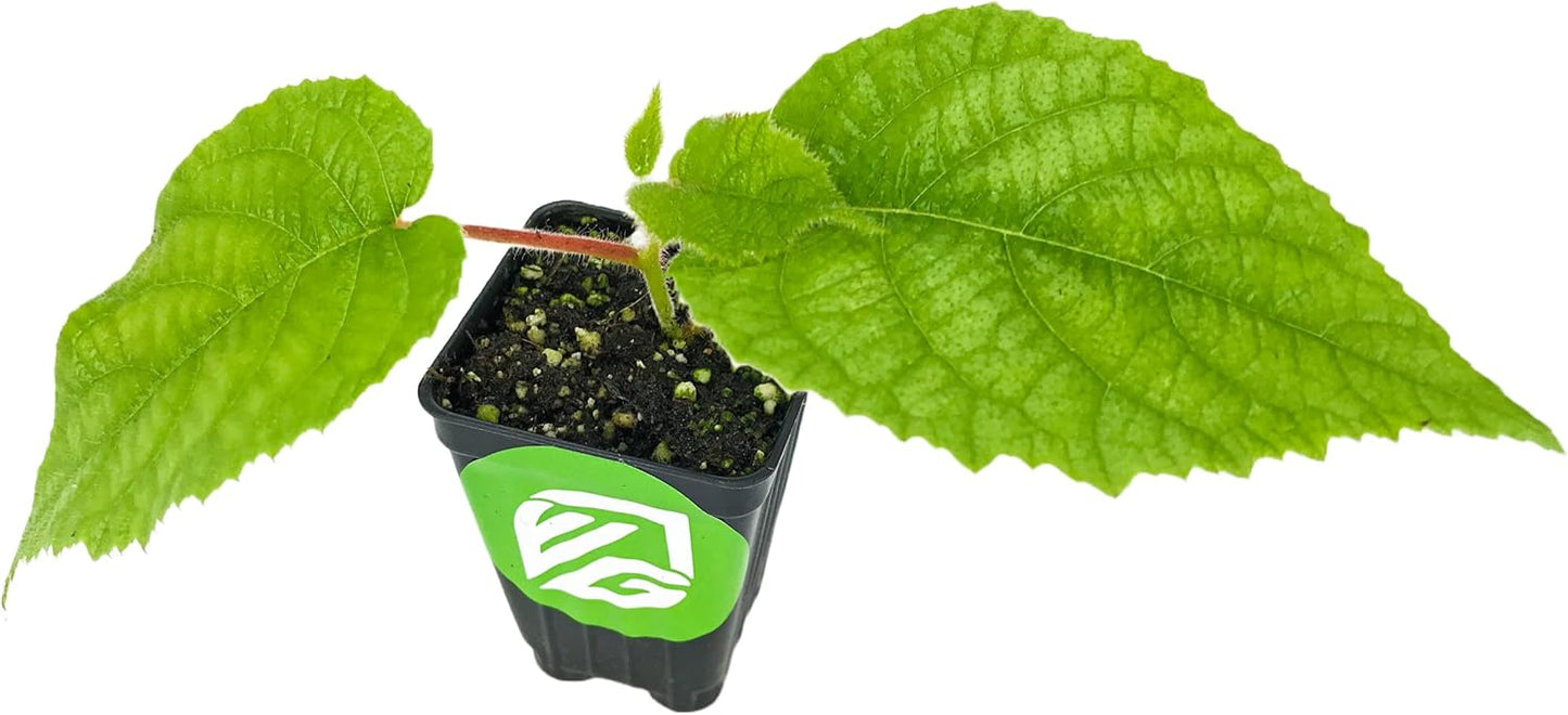 2 Vincent Female Kiwis & 1 Tomuri Male Kiwi (Actinidia chinensis) Bundle by Wellspring Gardens - Thriving Kiwi Plant Pairing - Perfect for Southern Gardens, Pollination Duo