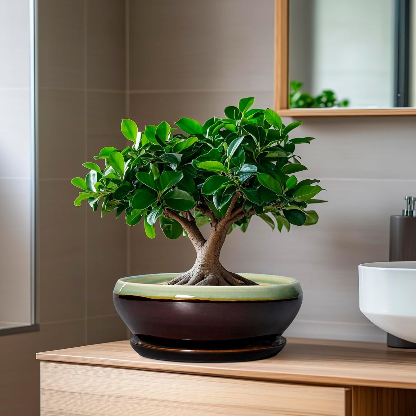 SQOWL Bonsai Pots 8 Inch - Ceramic Succulent Planters with Drainage Hole and Tray, Round Shallow Planter for Indoor Plants, Ceramic Planter Bowl Outdoor, Living Room Decor, Garden Gift, Green-Brown