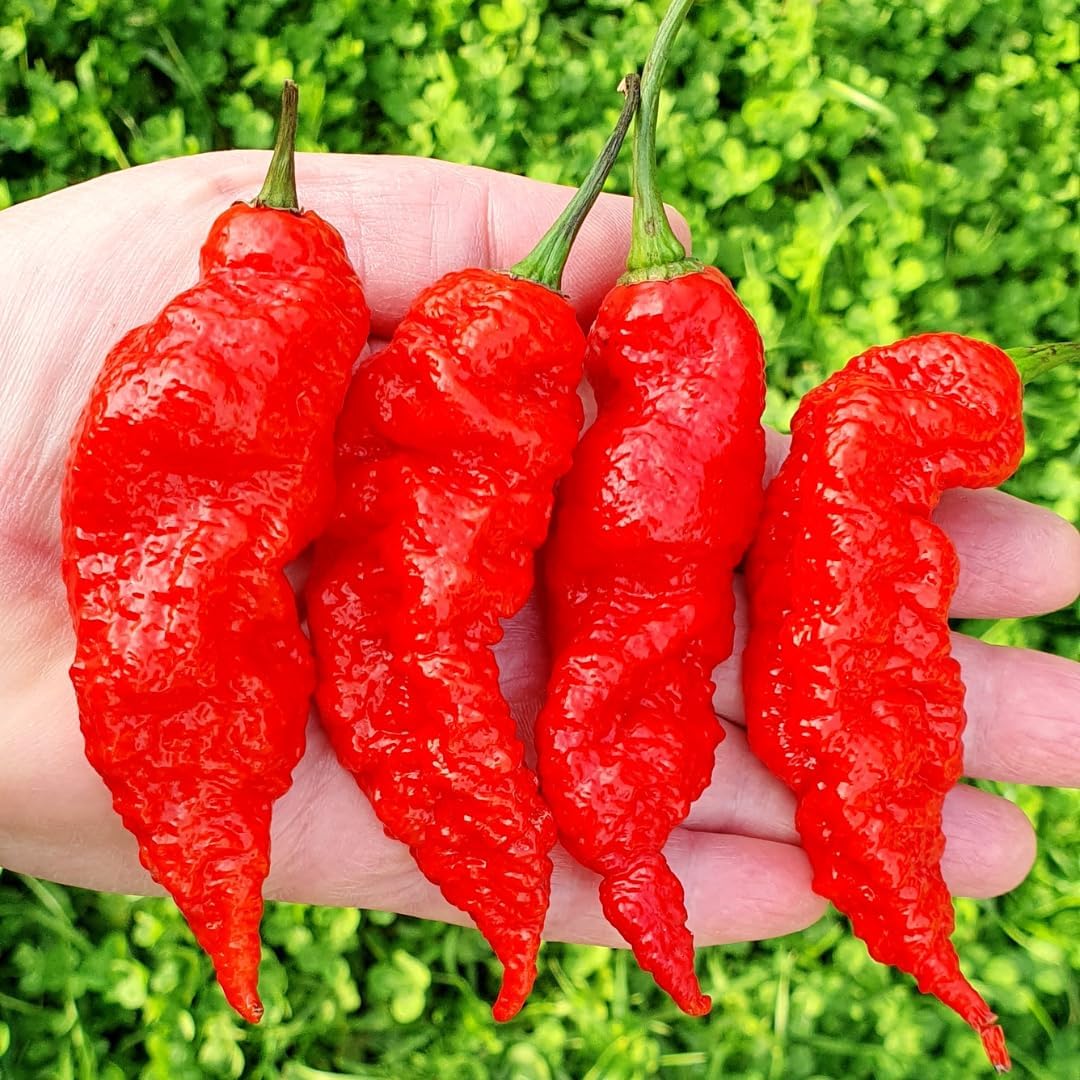 Pack 4 Pepper Plants Live, 80 Days Old Live Pepper Green for Growing, Chili Peppers for Planting, 5 to 9 Inc Tall (Bhut Jolokia Ghost)