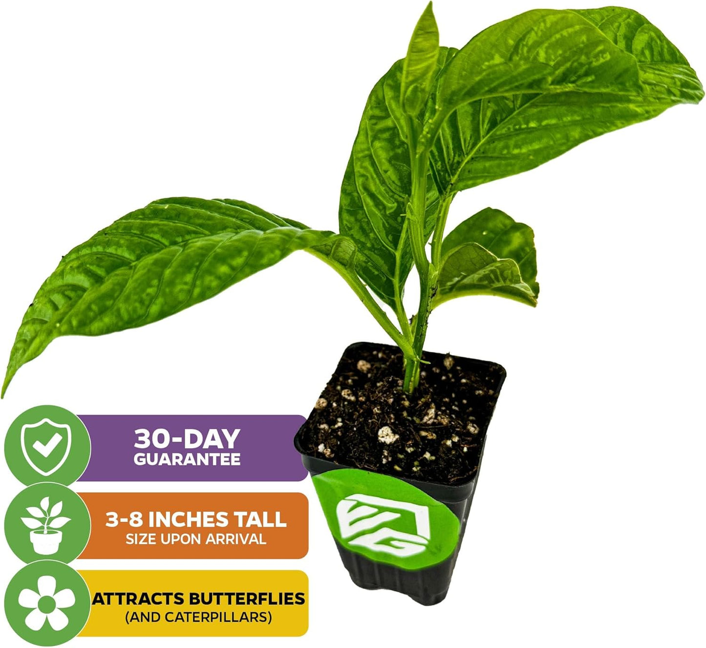 Granadilla Passion Fruit Vine Live Starter Plant - Passiflora quadrangularis by Wellspring Gardens - Climbing Vine with Aromatic Fruit & Stunning Flowers - Ideal for Outdoor & Garden Landscaping