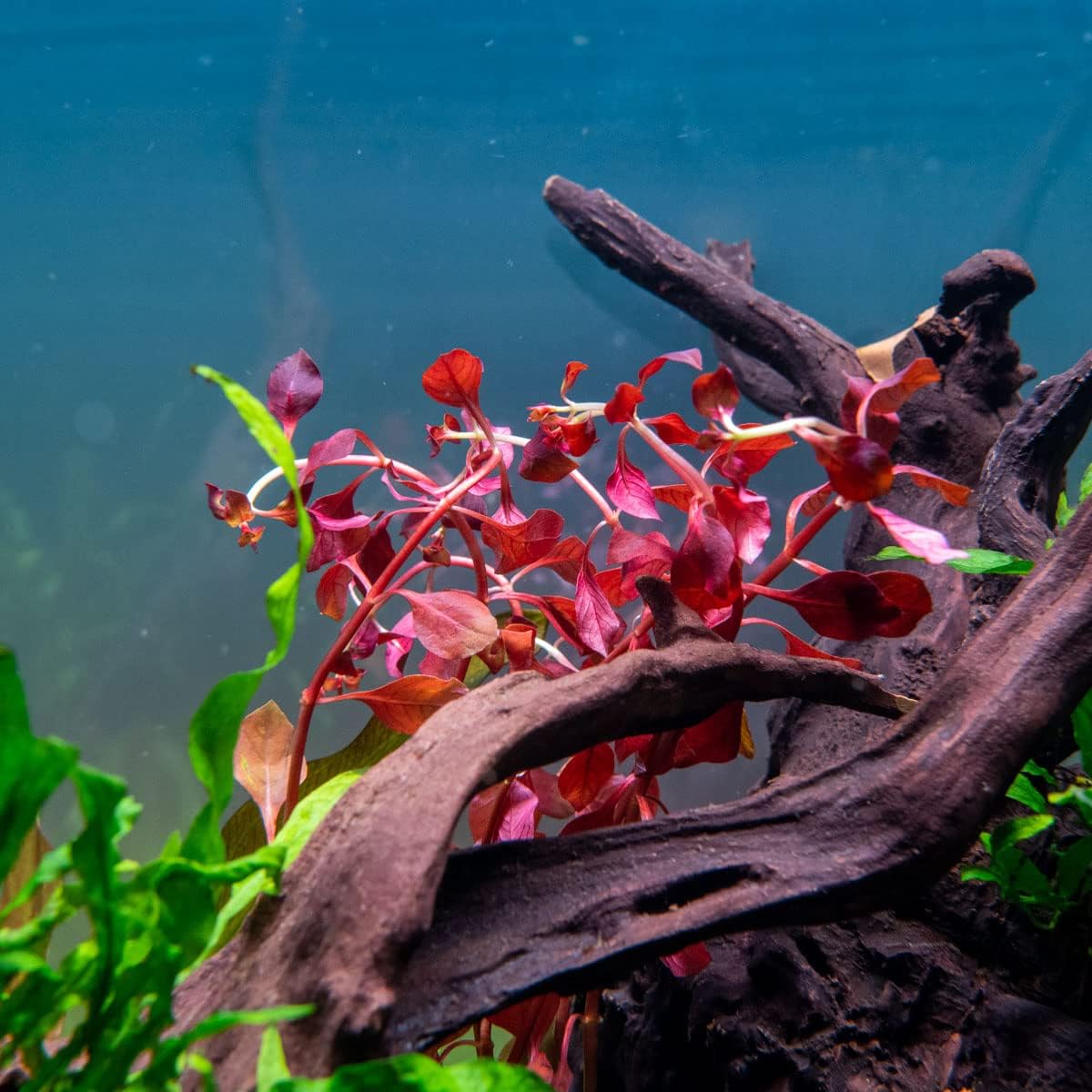 Mini Bolbitis Baby Leaf - Live Aquarium Plant for Fish Tank Decorations (1 Pot)