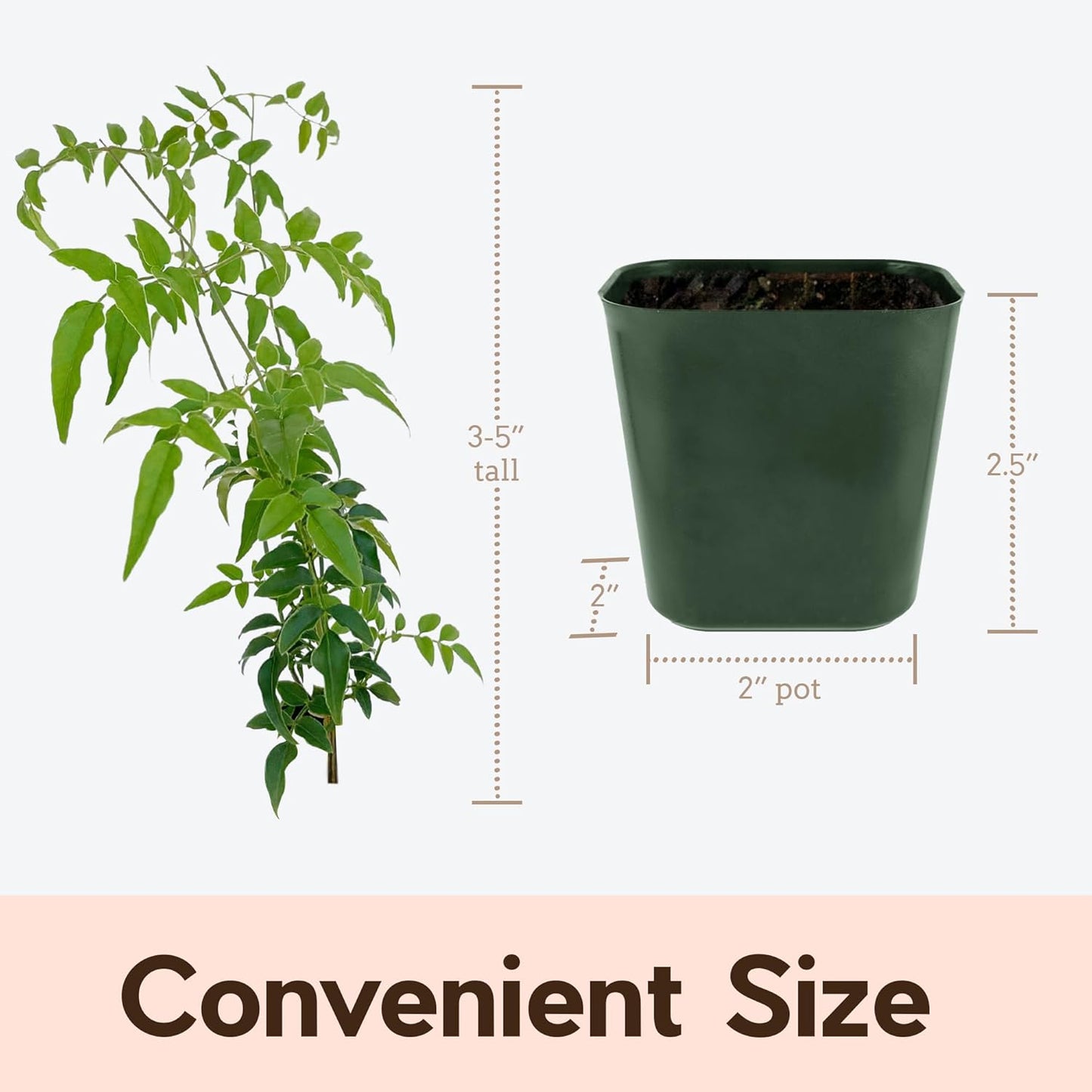 Generic Mini Pink Jasmine Vine, Fragrant and Live Houseplant, 2 Inch Pot, Jasminum Polyanthum (3)