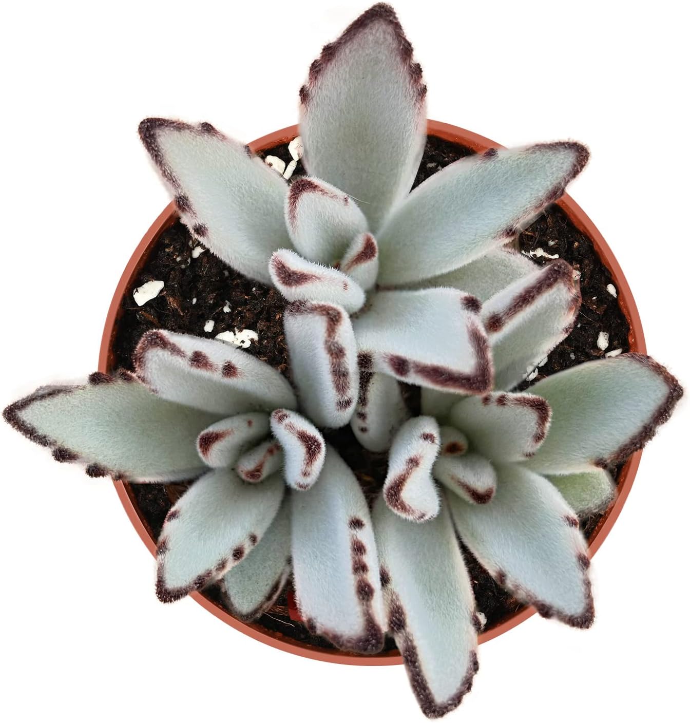 Sprout N Green Kalanchoe Tomentosa Panda Plant with 4 inch Starter Pot, Rare Live Succulent Plant Fully Rooted, Home Office Indoor Outdoor Wedding Decoration DIY Projects Party Favor