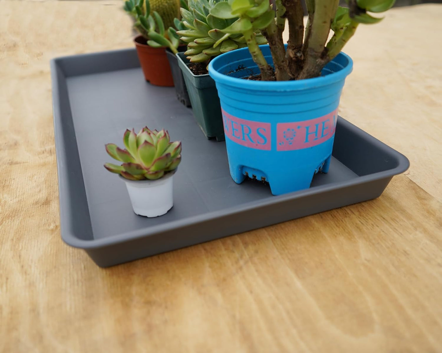 2 Pack Plant Growing Nursery 1020 Trays, Plant Saucer Tray, Heavy Sturdy Seed Starting Trays, Plant Starter Trays for Indoors No Holes, Seed Starter Growing Tray (22"x11.2", Gray)