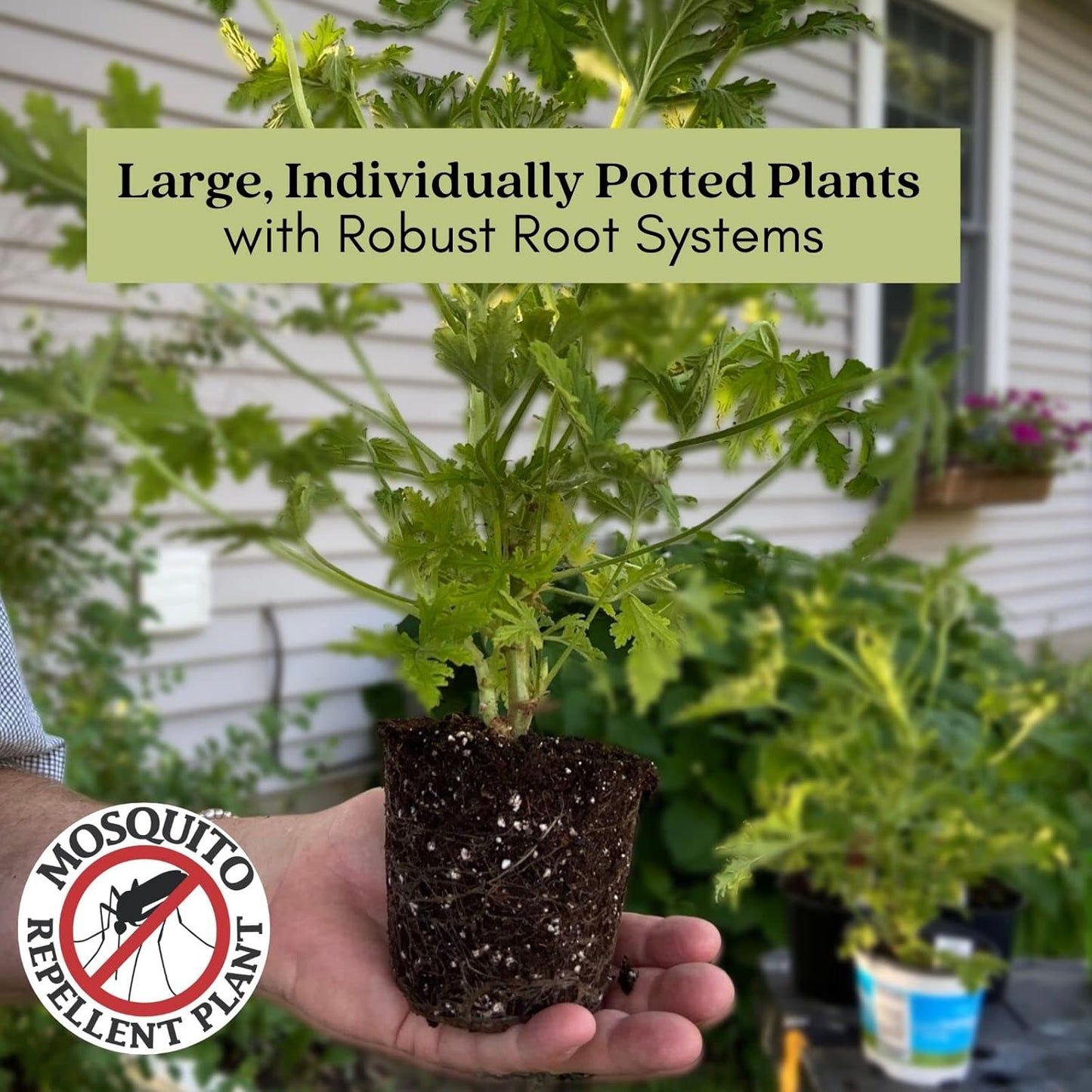 Clovers Garden 2 Large Lemongrass Plants Live - Mosquito Repellent Plants 4”– 7” Tall in 3.5” Pots - Non-GMO Edible Medicinal Herb Cymbopogon Citratus