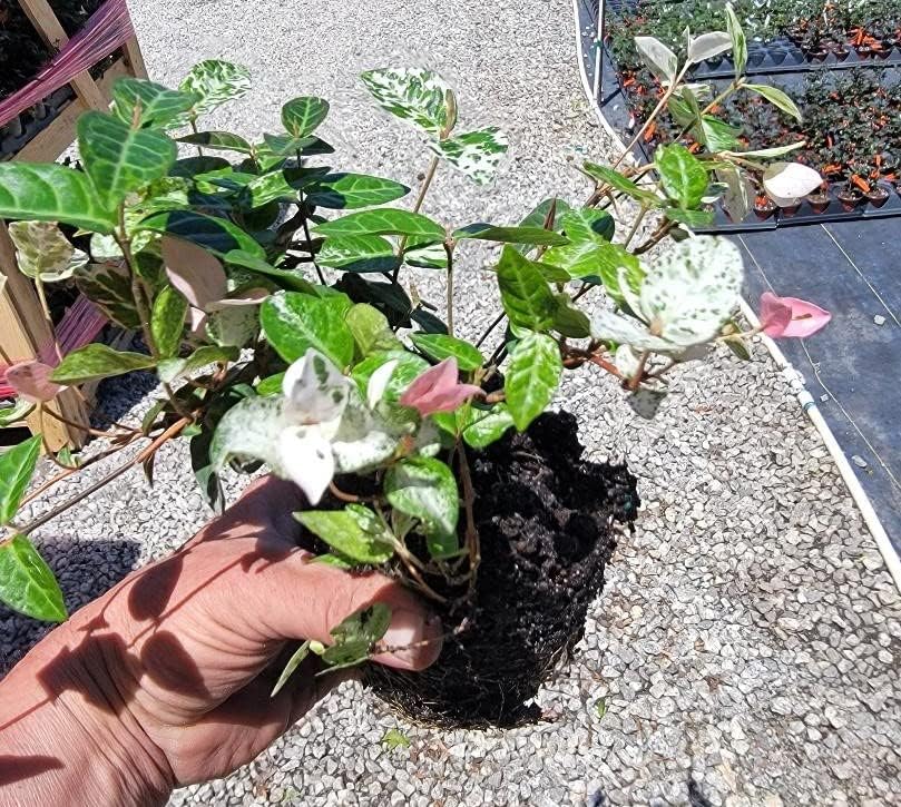 Snow N Summer Asian Jasmine Vine - Live Plant - Quart Pot