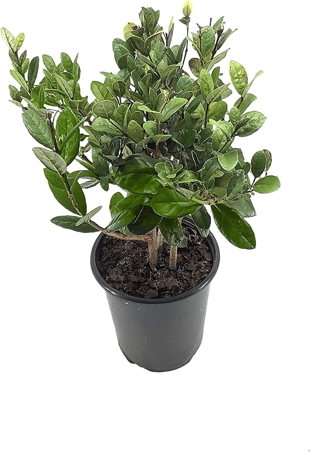 Pineapple Guava Plant - 5 Live 4 Inch Plants - Feijoa Sellowiana - Edible Flowers and Fruit