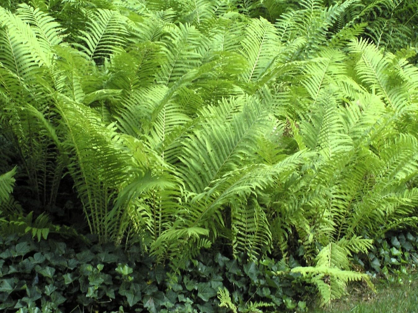 Greenwood Nursery: Live Perennial Plants - Ostrich Fern + Matteuccia Struthiopteris - [Qty: 5X Pint Pots] - (Click for Other Available Plants/Quantities)