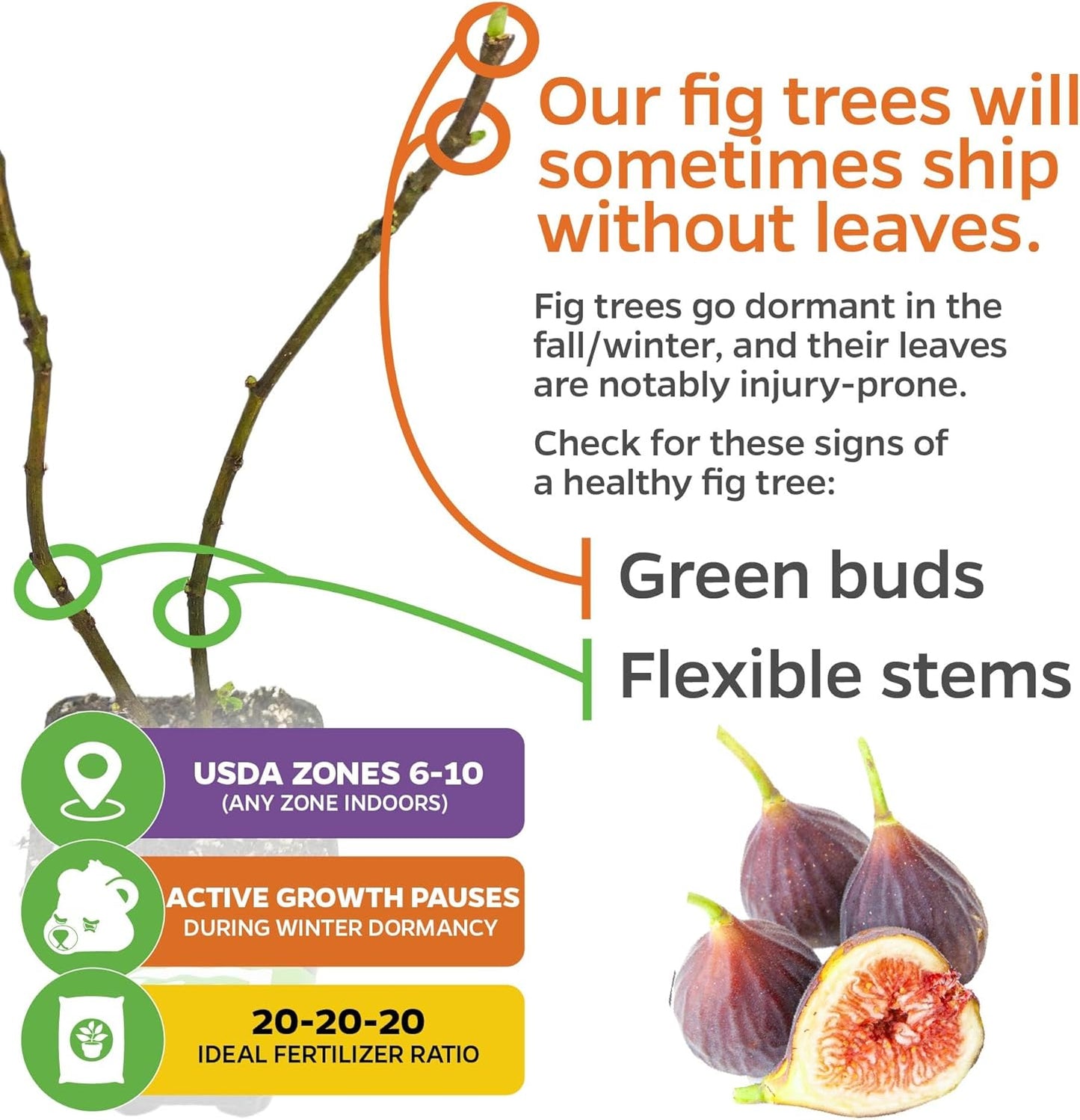 Chicago Hardy Fig Tree - Ficus carica by Wellspring Gardens - Hardy & Fruitful - Ideal for Gardens - Purple-Skinned Figs - Backyard Orchard - Edible Landscape Plant - Beginner Friendly Fruit Tree