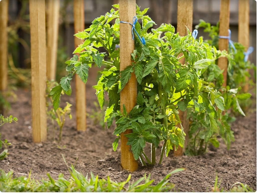 Greenes Fence 3 Ft. Wooden Garden and Sign Post Stakes (75-Pack)