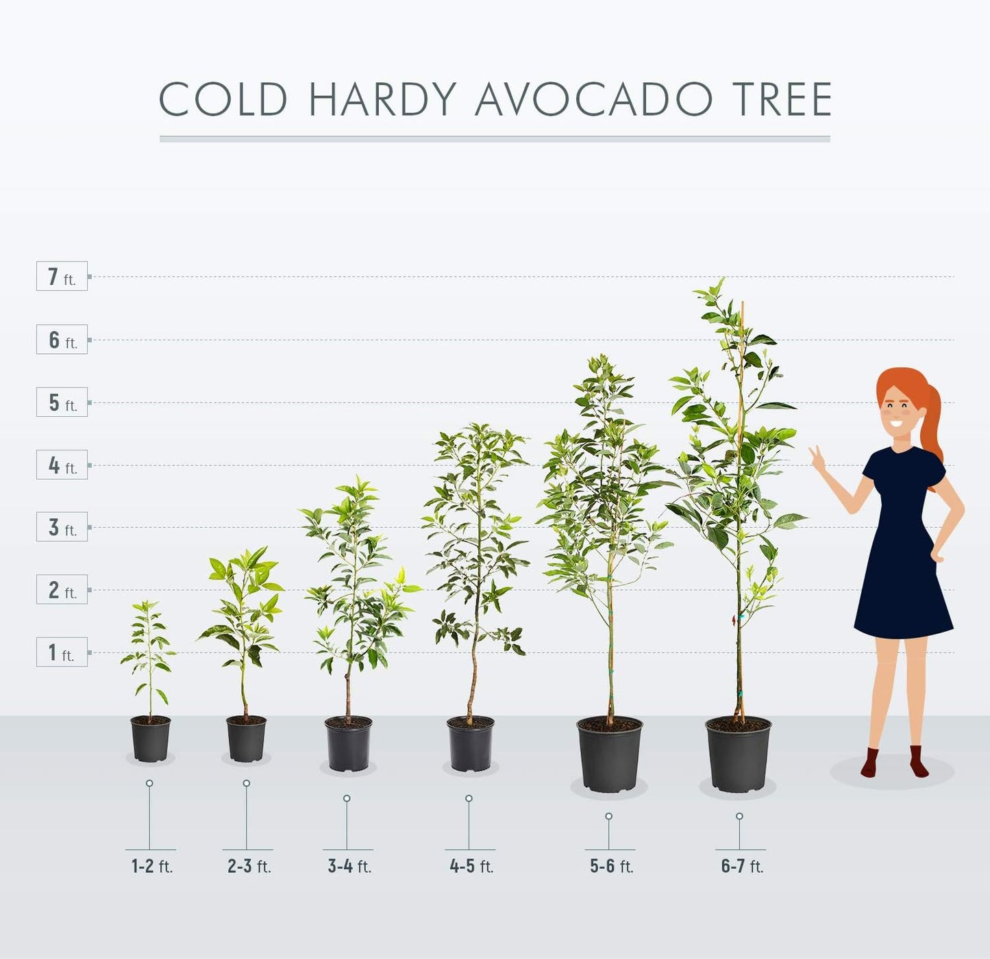 Brighter Blooms - Cold Hardy Avocado Tree, 2-3 ft. - No Shipping to AK, AZ, HI, OR