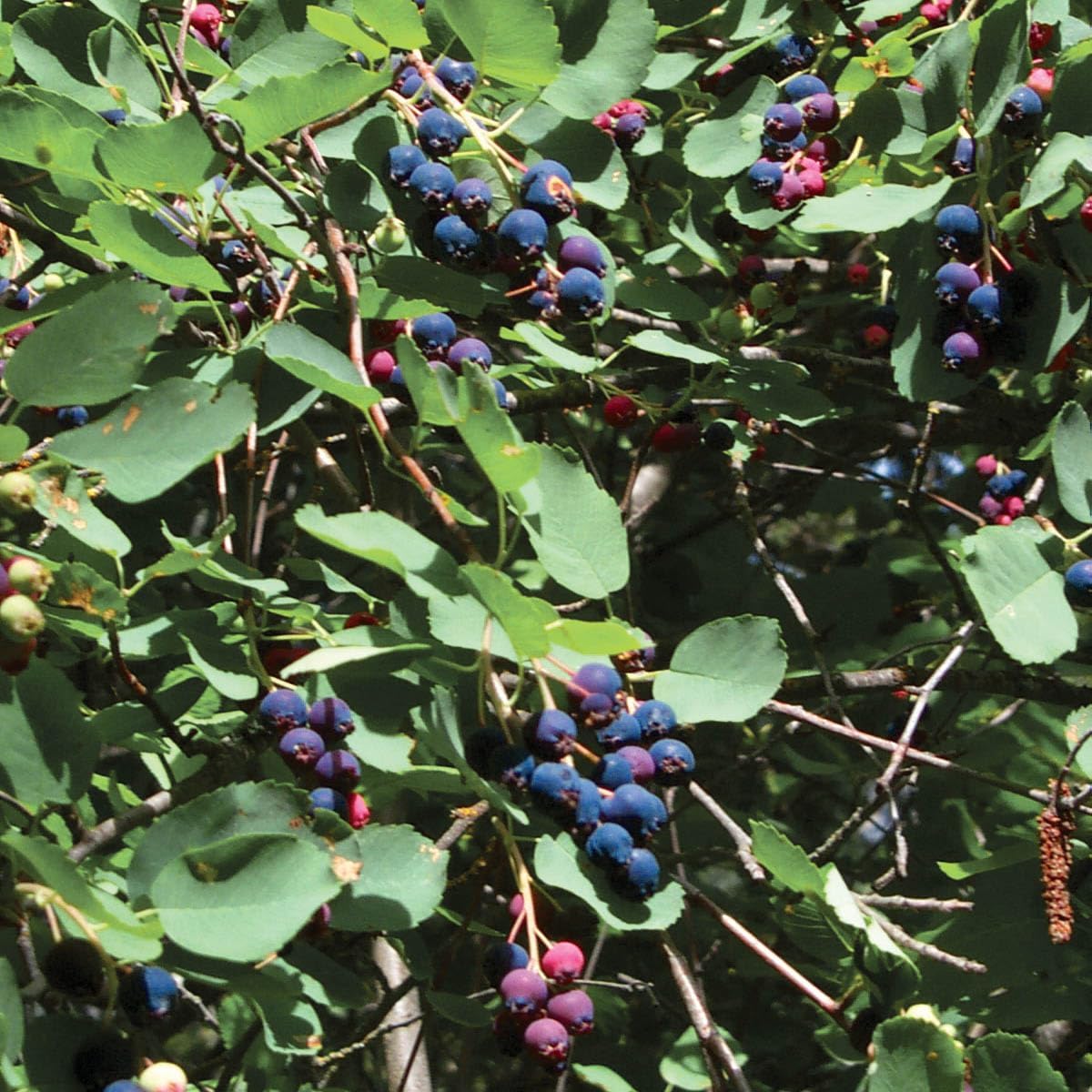 Direct Gardening Patriot Blueberry Bush Starter Plant, 1 per Offer-Can't Ship to CA, GA, MI, OR or WA