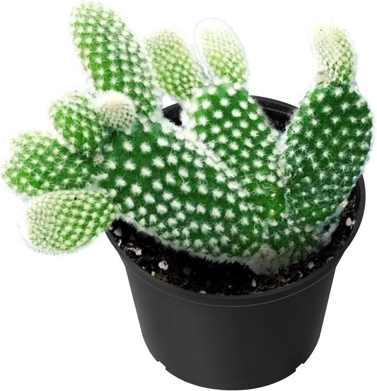 Sprout N Green Opuntia microdasys albata Bunny Ears, Live Cactus Plant Rooted in 2in Nursery Pot, Indoor Outdoor Office Home Garden Décor