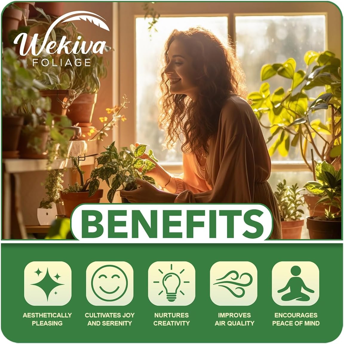 Vanilla Bean Plant - Live Starter Plant - Vanilla Planifolia - Exotic Vining Orchid for Home and Tropical Garden