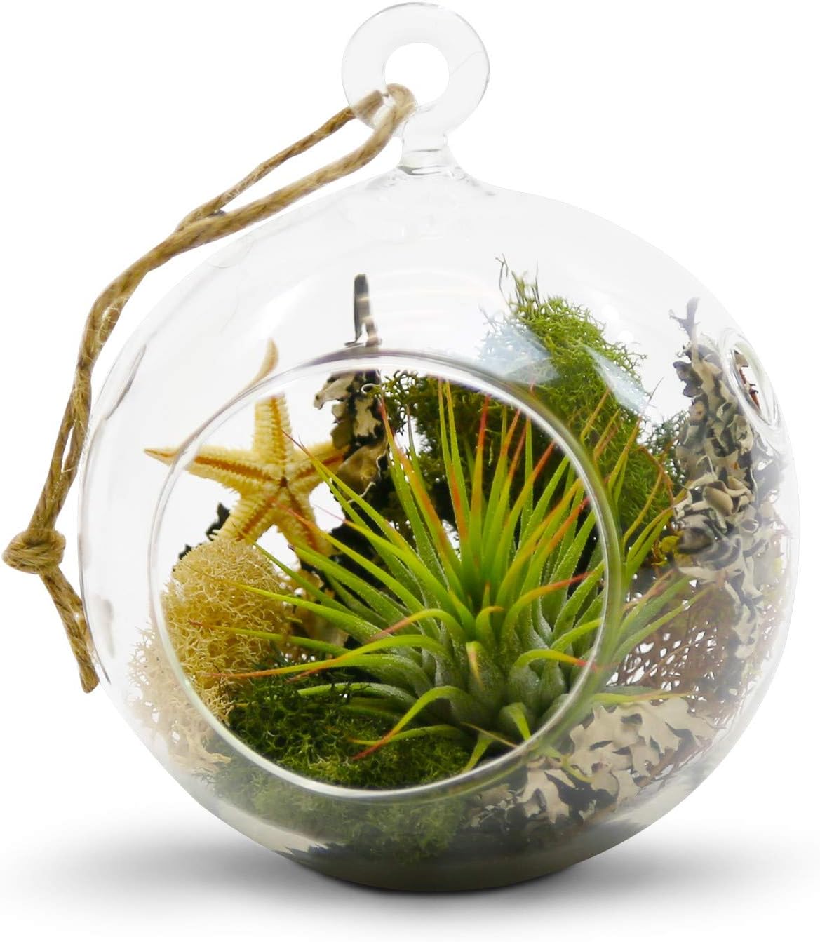 WGV Hanging Terrarium Globe, Width 4", Height 4.75", DIY Air Succulent Planter, Clear Glass Vase Orb with Flat Bottom, Candle Holder for Windowsill Outdoor Garden Decor, 24 Pieces Bulk