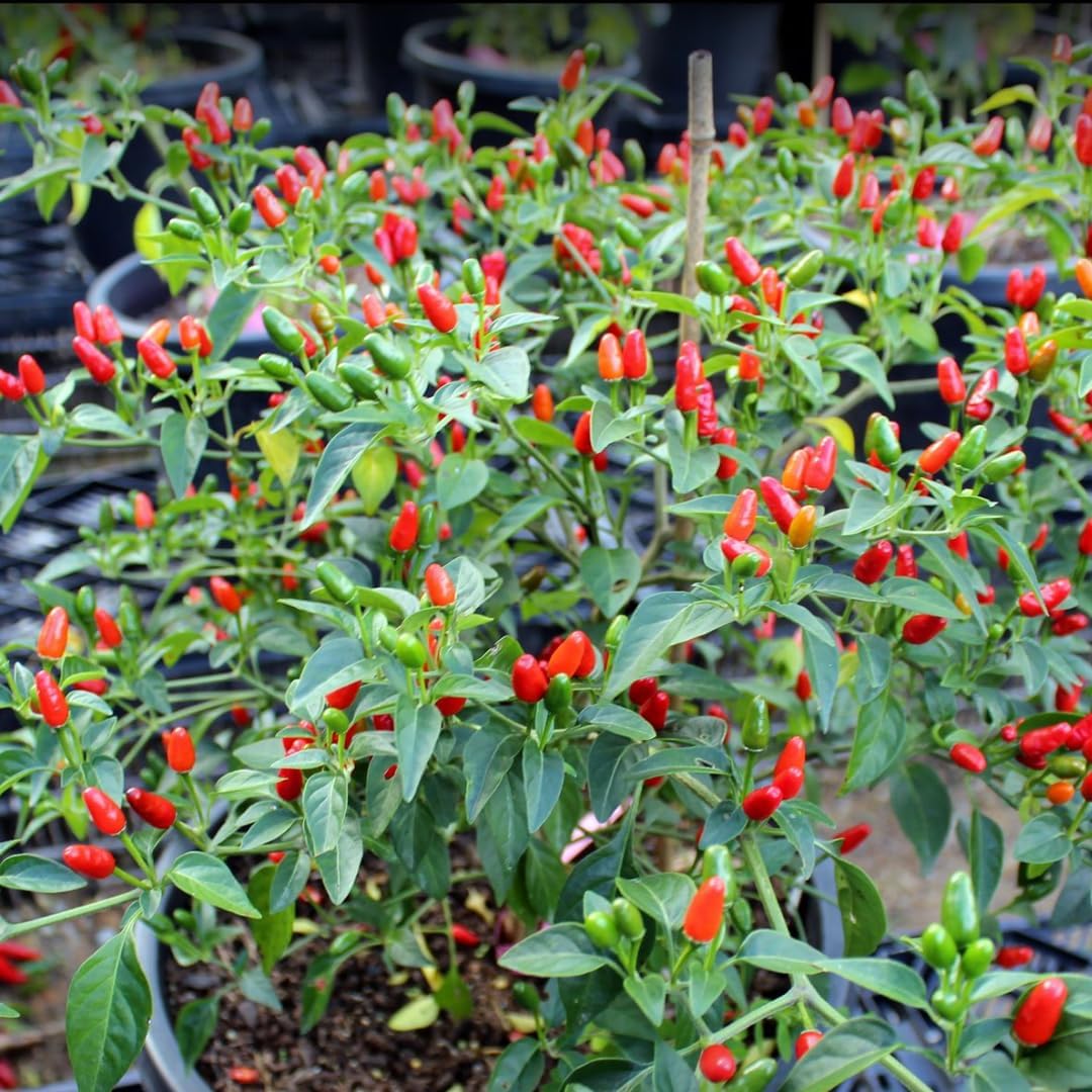Red Bird Chile Pequin Pepper Live Plants, 100 Days Old Pepper Plant Well Rooted Seedlings, Hot Peppers for Year Round Harvesting