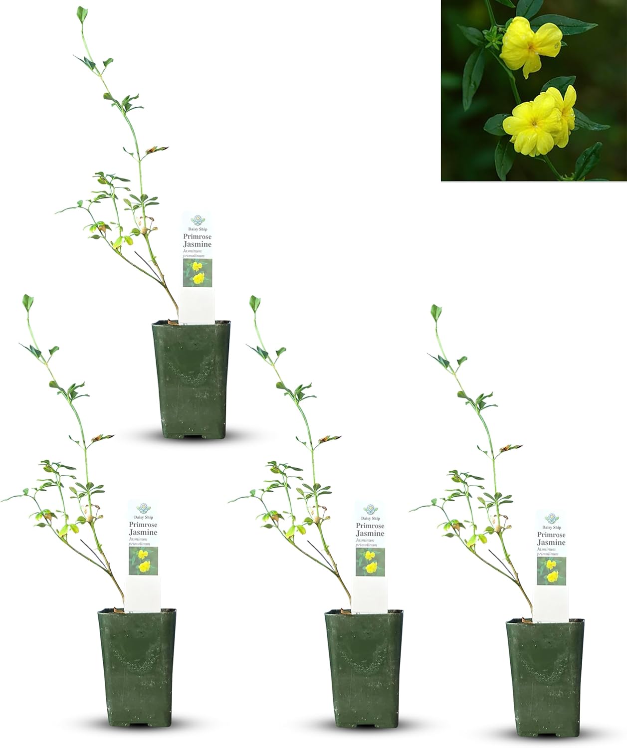 Primrose Jasmine (Jasminum Mesnyi) Live Plant - Fragrant Yellow Blooms. Japanese, Chinese, Asian. Indoor, Outdoor Shrub (4 prim jas Cups)