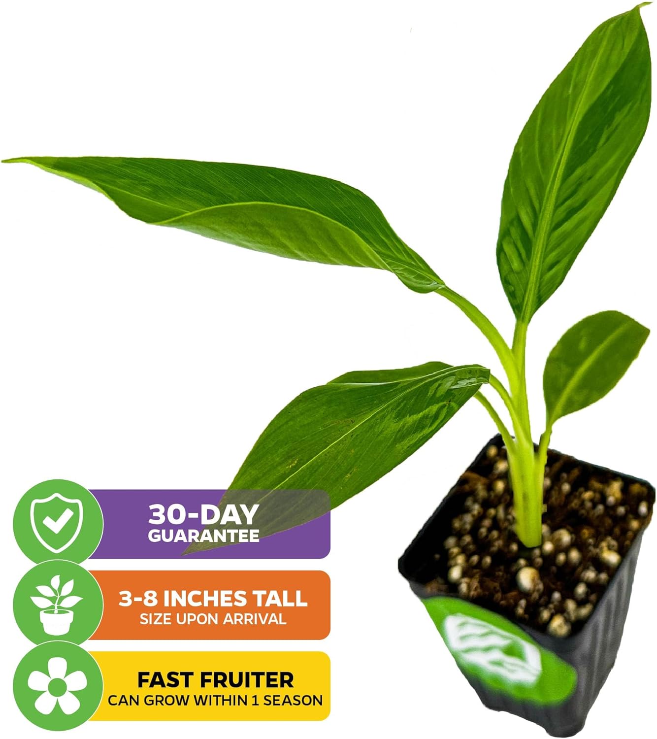 Dwarf Kokopo Banana Plant - Musa acuminata by Wellspring Gardens - Swift Fruiting, Exquisite Taste, Orange-Tinted Pulp, Container and Outdoor Growth, Vitamin A and Beta Carotene-Rich Banana