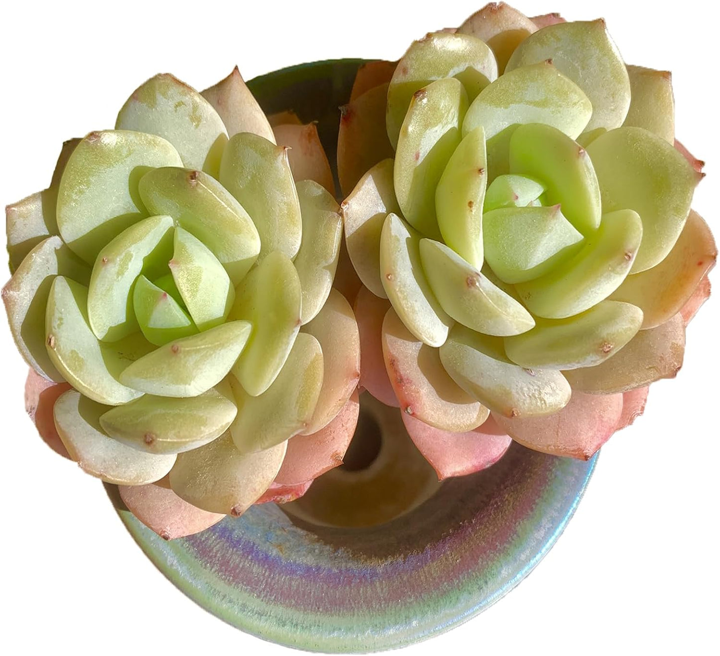 FWPP Live Succulents Plants Echeveria Love Song 2 Heads 3 inches,Rare Succulents Bare Root Without Pot Soil, Live Plants Indoor Office Decoration Wedding and Gift