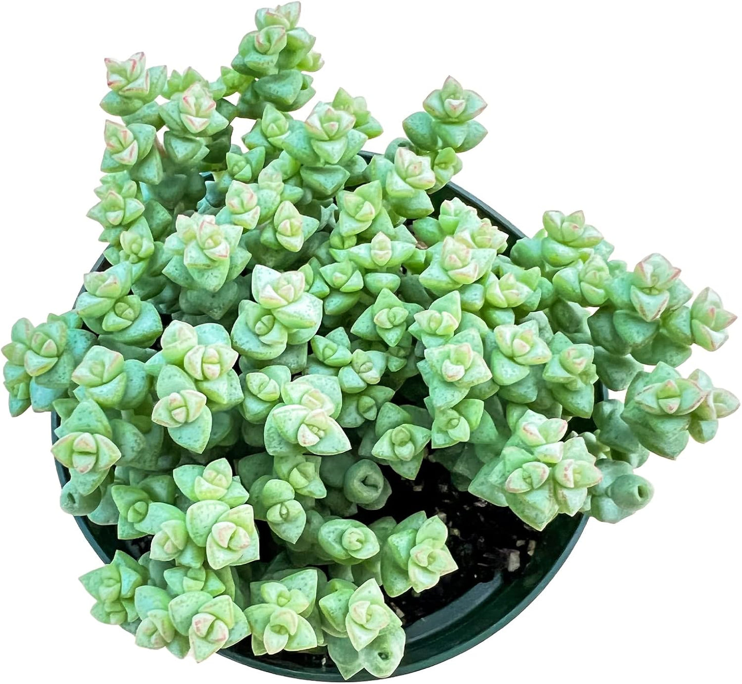 Sprout N Green Crassula 'Tom Thumb', Live Succulent Fully Rooted in 4" Pot, Rare House Plant for Home Indoor Holiday Wedding Garden Decor, DIY Projects, Party Favor