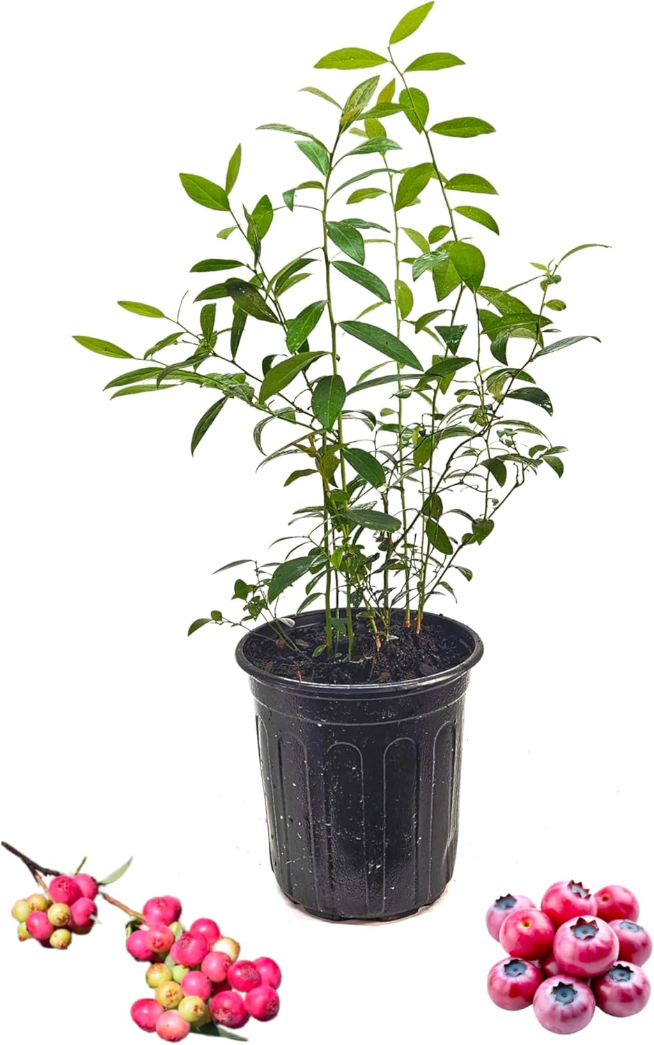 Pink Lemonade Blueberry Plant in 6-inch Pot- Unique Pink Fruit, Sweet Flavor - Non-GMO Live Berry Bush Starts for Garden or Patio