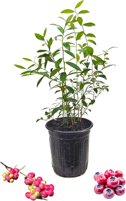 Pink Lemonade Blueberry Plant in 6-inch Pot- Unique Pink Fruit, Sweet Flavor - Non-GMO Live Berry Bush Starts for Garden or Patio