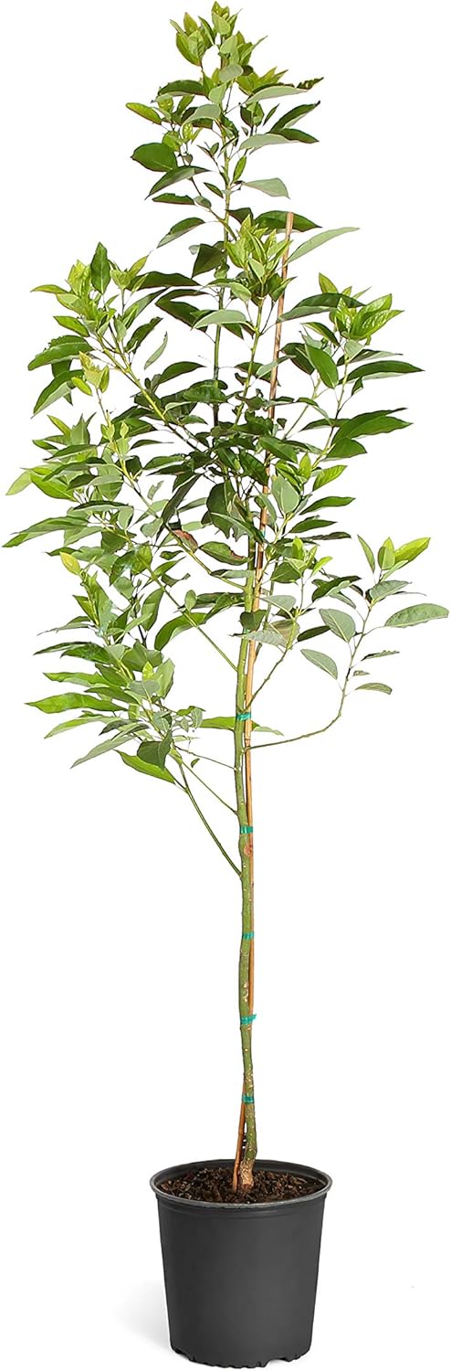 Brighter Blooms - Cold Hardy Avocado Tree, 5-6 ft. - No Shipping to AK, AZ, HI, OR