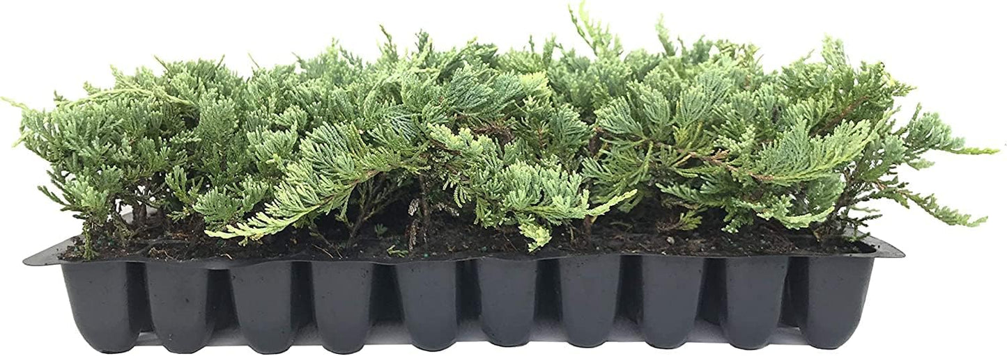 Blue Rug Juniper | 10 Live Plants | Juniperus Horizontalis | Ground Cover Evergreen | Drought Tolerant Landscaping