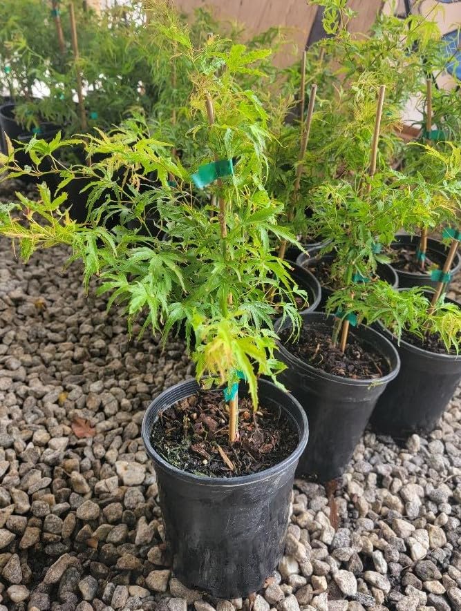 Kamagata Dwarf Japanese Maple - Live Plant - (2.5 QT)