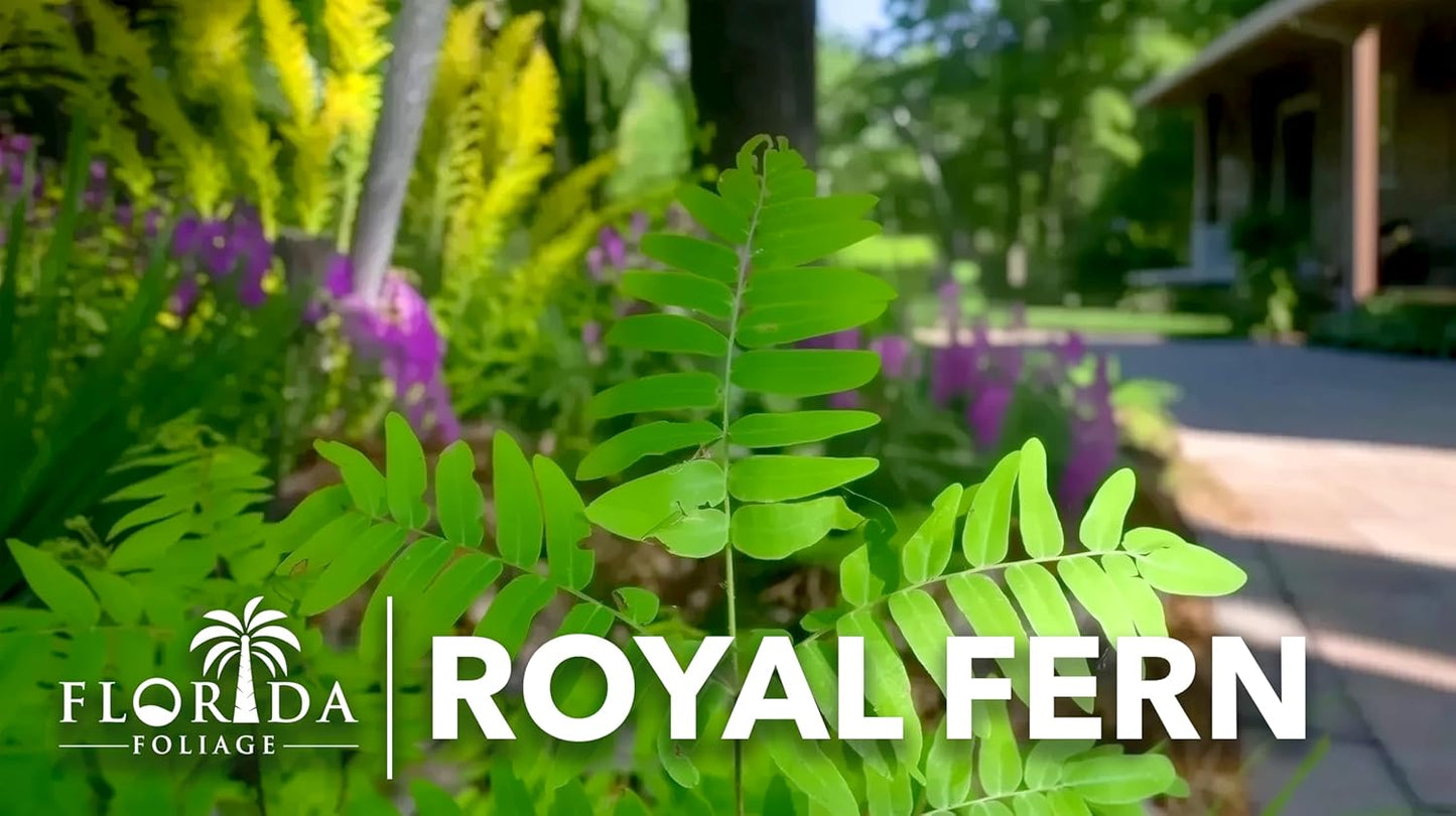 Royal Fern | 3 Live Plants | Osmunda regalis | Decorative Shade-Loving Perennial | Lush Green Foliage for Moist Gardens & Landscapes