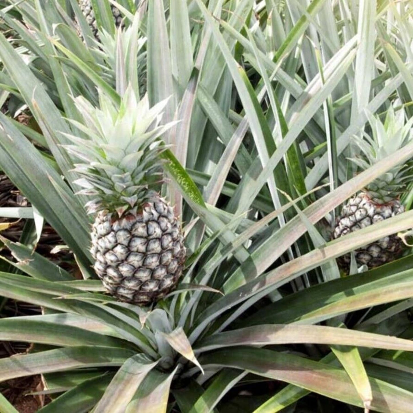 3 White Jade Pineapple Plants Live, 5-9 Inch Tall, Tropical Pineapple Fruit Tree Seedlings for Planting