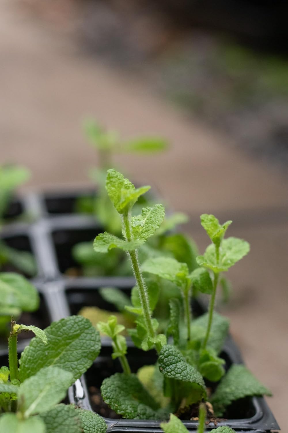 Organic Apple Mint Live Plant, (Mentha suavolens) in 2.5 inch Pot.