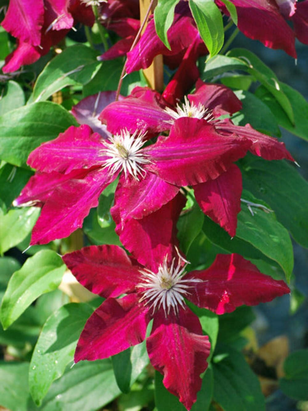 Perennial Farm Clematis 'Rebecca' Hybrid – Live Flowering Vine in 4 Quart Container, Large Velvety Red Blooms, Long Blooming, Compact Climber, Ideal for Trellises, Arbors & Containers