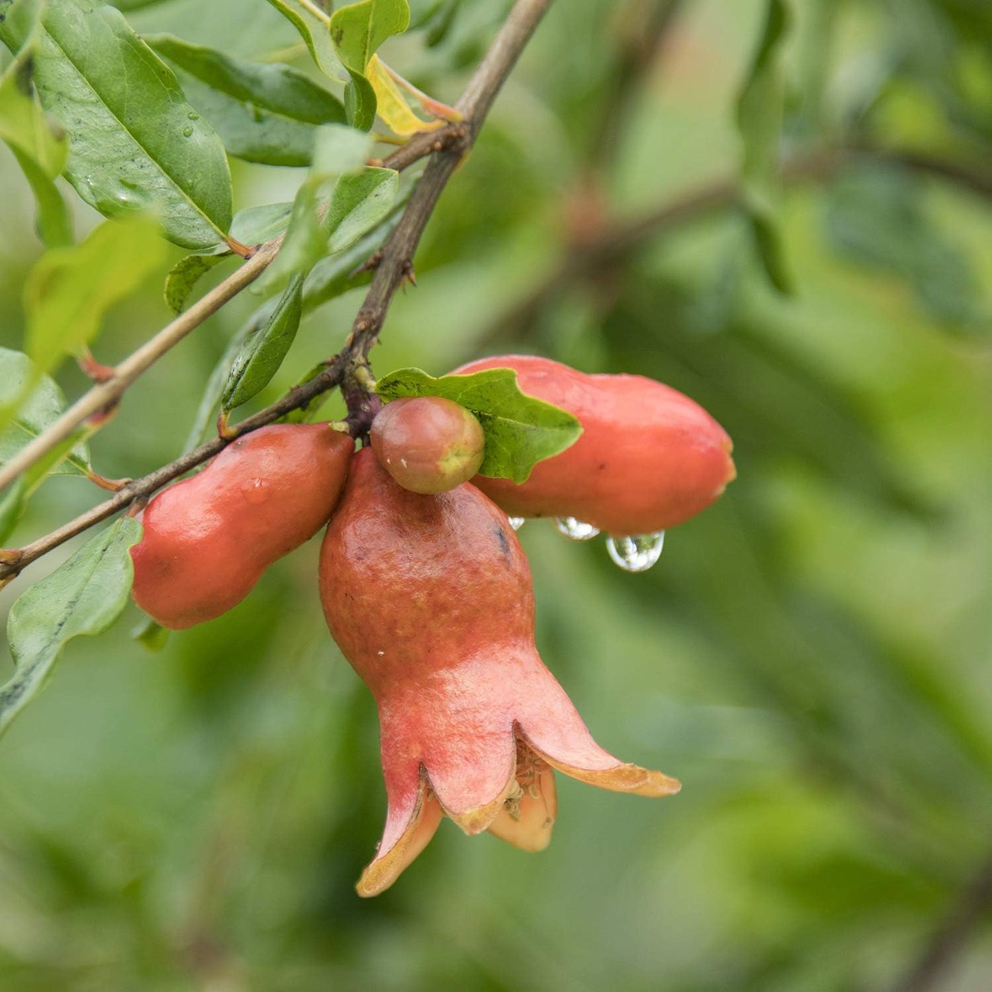 GURNEY'S - Dwarf Pomegranate Starter Fruit Tree, Grown in a 4 inch Pot, 1 Plant per Offer