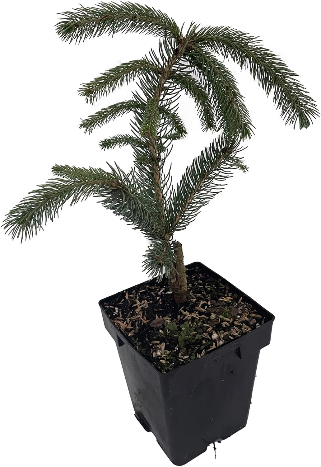 Weeping White Spruce Tree - Picea glauca Pendula - 5.5" Pot