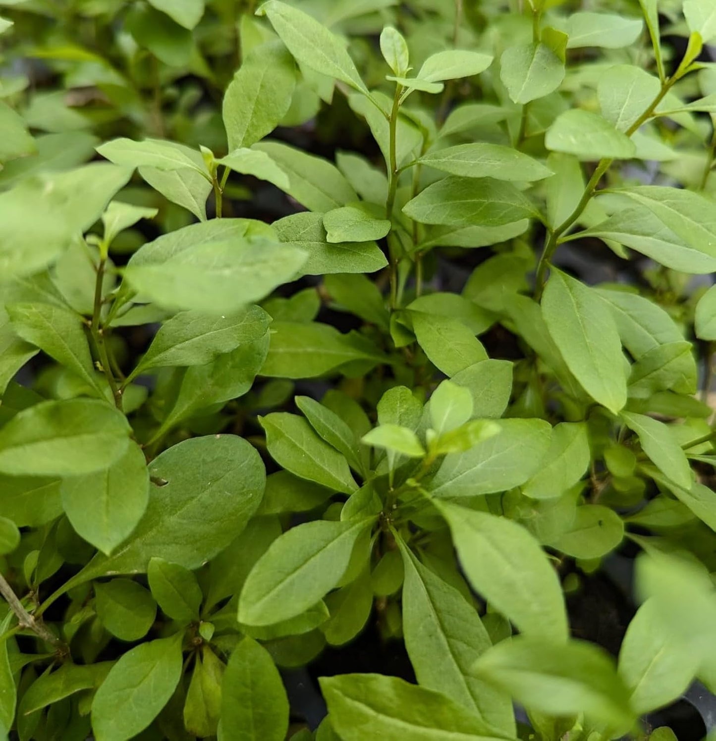 Goji Berry (Wolfberry) Plants (4 Pack) –Rare Berry Variety, Cold-Hardy to -10°F, Drought-Tolerant, Self-Fertile Yielding Sweet Red Berries Live Starter Plants for Planting