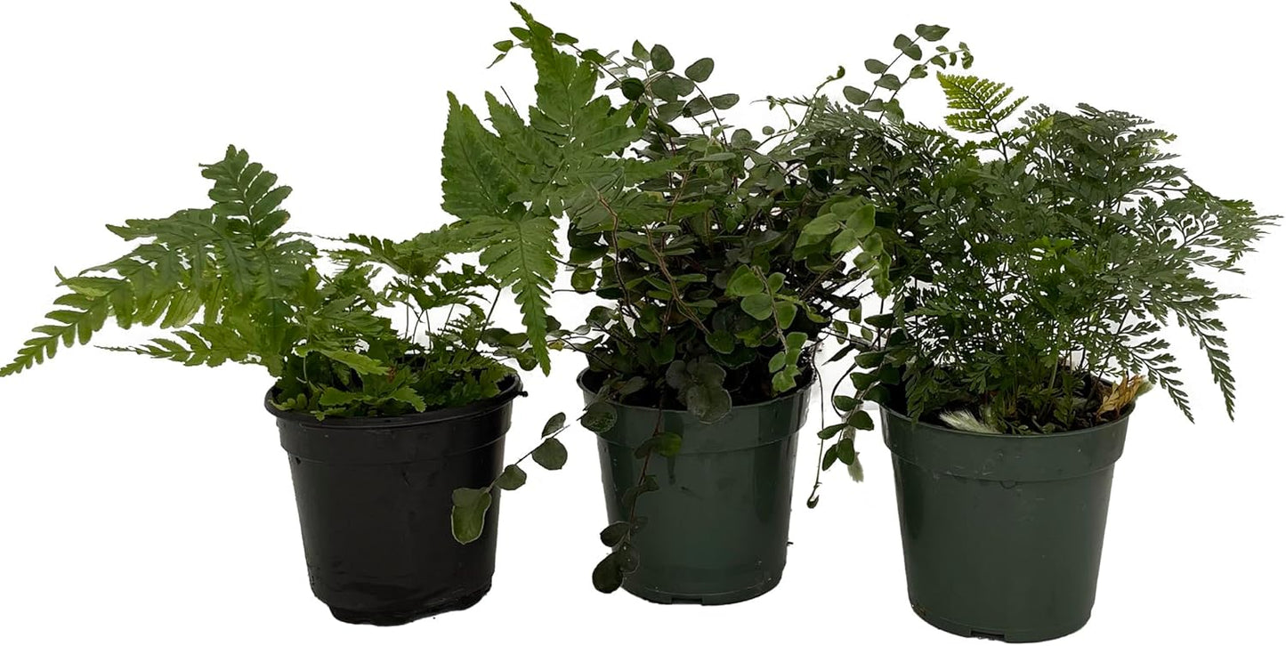 Fern Assortment - 3 Pack in 4" Pots